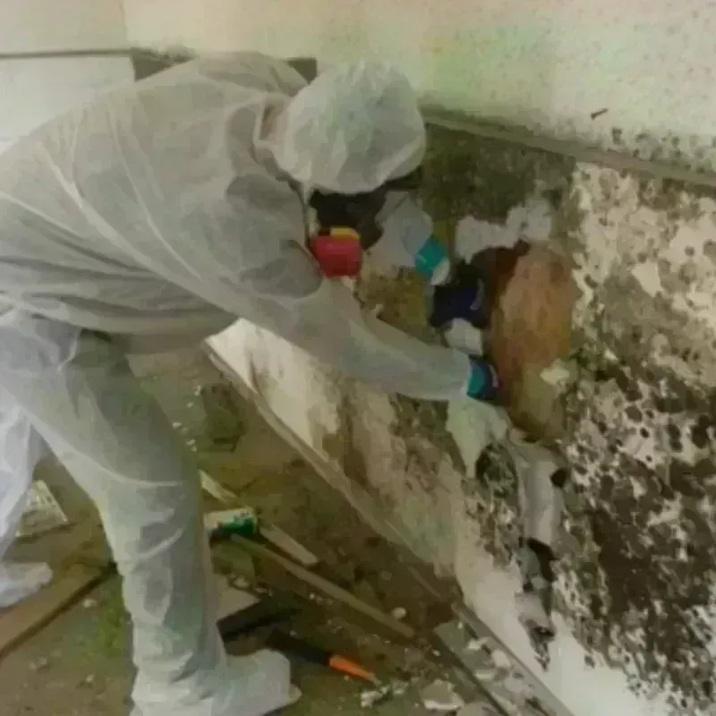 Mold Remediation and Removal in Mulberry, OH